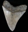 Serrated Megalodon Tooth - Georgia #39926-2